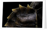 Heosemys spinosa (spiny turtle) by Anonymous