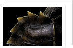 Heosemys spinosa (spiny turtle) by Anonymous