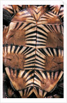 Heosemys spinosa (spiny turtle) by Anonymous