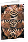 Heosemys spinosa (spiny turtle) by Anonymous