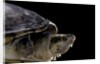 Kinosternon leucostomum (white-lipped mud turtle) by Anonymous