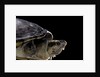 Kinosternon leucostomum (white-lipped mud turtle) by Anonymous
