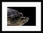 Kinosternon leucostomum (white-lipped mud turtle) by Anonymous