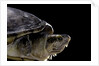 Kinosternon leucostomum (white-lipped mud turtle) by Anonymous