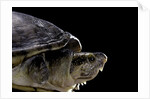 Kinosternon leucostomum (white-lipped mud turtle) by Anonymous