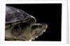 Kinosternon leucostomum (white-lipped mud turtle) by Anonymous