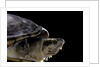 Kinosternon leucostomum (white-lipped mud turtle) by Anonymous