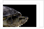 Kinosternon leucostomum (white-lipped mud turtle) by Anonymous