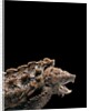 Macroclemys temminckii (alligator snapping turtle) by Anonymous