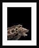 Macroclemys temminckii (alligator snapping turtle) by Anonymous
