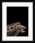 Macroclemys temminckii (alligator snapping turtle) by Anonymous
