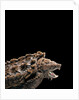 Macroclemys temminckii (alligator snapping turtle) by Anonymous