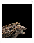 Macroclemys temminckii (alligator snapping turtle) by Anonymous