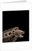 Macroclemys temminckii (alligator snapping turtle) by Anonymous