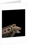 Macroclemys temminckii (alligator snapping turtle) by Anonymous