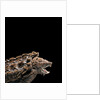 Macroclemys temminckii (alligator snapping turtle) by Anonymous