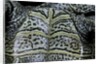 Malaclemys terrapin centrata (diamondback terrapin) by Anonymous