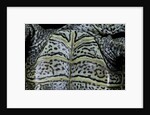 Malaclemys terrapin centrata (diamondback terrapin) by Anonymous