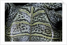 Malaclemys terrapin centrata (diamondback terrapin) by Anonymous