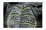 Malaclemys terrapin centrata (diamondback terrapin) by Anonymous