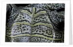 Malaclemys terrapin centrata (diamondback terrapin) by Anonymous
