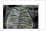 Malaclemys terrapin centrata (diamondback terrapin) by Anonymous