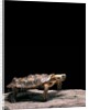 Malacochersus tornieri (pancake tortoise) by Anonymous