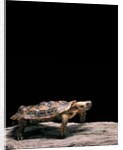 Malacochersus tornieri (pancake tortoise) by Anonymous