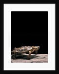 Malacochersus tornieri (pancake tortoise) by Anonymous