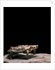 Malacochersus tornieri (pancake tortoise) by Anonymous