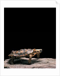 Malacochersus tornieri (pancake tortoise) by Anonymous