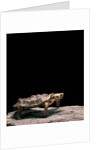Malacochersus tornieri (pancake tortoise) by Anonymous