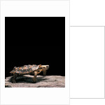 Malacochersus tornieri (pancake tortoise) by Anonymous