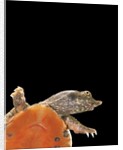 Pelodiscus sinensis (chinese soft-shelled turtle) by Anonymous