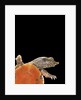 Pelodiscus sinensis (chinese soft-shelled turtle) by Anonymous