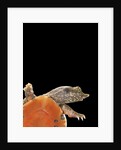 Pelodiscus sinensis (chinese soft-shelled turtle) by Anonymous