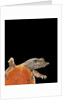 Pelodiscus sinensis (chinese soft-shelled turtle) by Anonymous