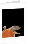 Pelodiscus sinensis (chinese soft-shelled turtle) by Anonymous