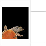 Pelodiscus sinensis (chinese soft-shelled turtle) by Anonymous