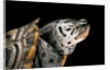Malaclemys terrapin centrata (diamondback terrapin) by Anonymous