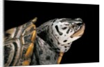 Malaclemys terrapin centrata (diamondback terrapin) by Anonymous