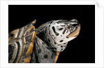 Malaclemys terrapin centrata (diamondback terrapin) by Anonymous