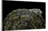 Phrynops williamsi (William's toadhead turtle) by Anonymous