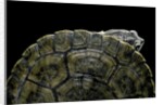 Phrynops williamsi (William's toadhead turtle) by Anonymous
