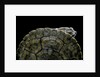 Phrynops williamsi (William's toadhead turtle) by Anonymous