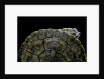 Phrynops williamsi (William's toadhead turtle) by Anonymous