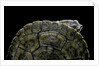 Phrynops williamsi (William's toadhead turtle) by Anonymous
