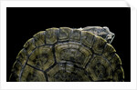 Phrynops williamsi (William's toadhead turtle) by Anonymous