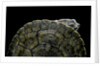 Phrynops williamsi (William's toadhead turtle) by Anonymous
