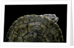 Phrynops williamsi (William's toadhead turtle) by Anonymous